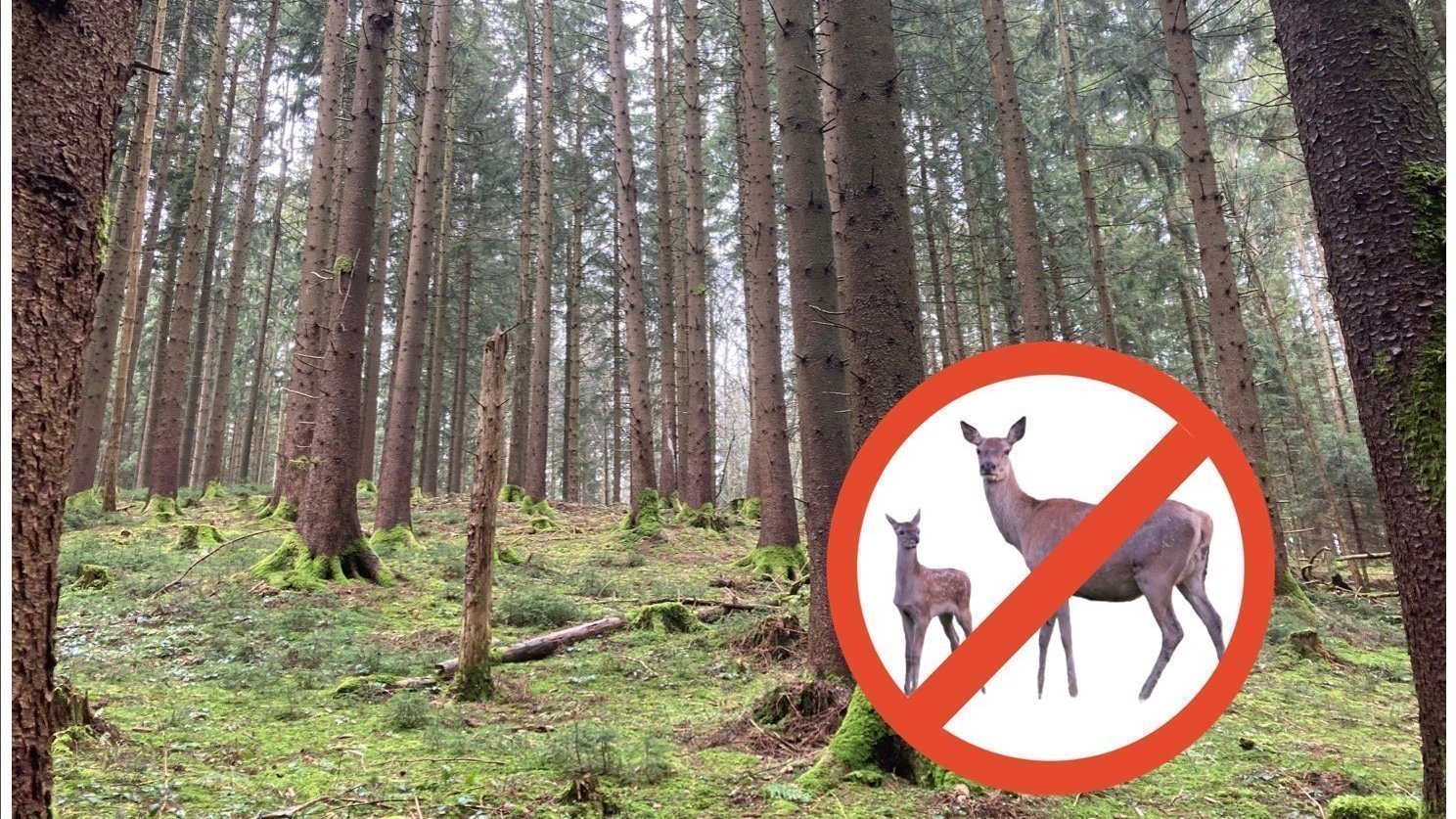 Wald-Wild-Konflikt 2.0 – und Brandenburg wieder ganz vorn!